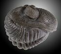 Wide Enrolled Eldredgeops Trilobite - Silica Shale #31799-2